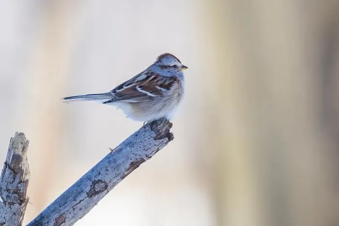Framed Print : American tree sparrow (Spizelloides arborea)