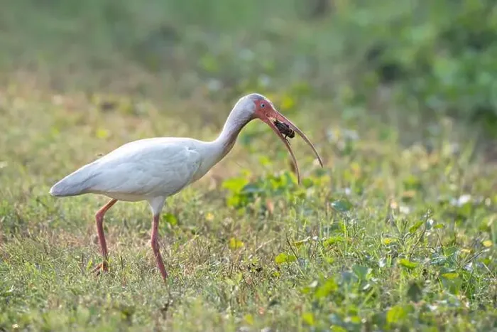 Framed Print : The American white ibis (Eudocimus albus) with caught crawfish at Brazos Bend State Park, Texas, USA Framed Print : The American white ibis (Eudocimus albus) with caught crawfish at Brazos Bend State Park, Texas, USA