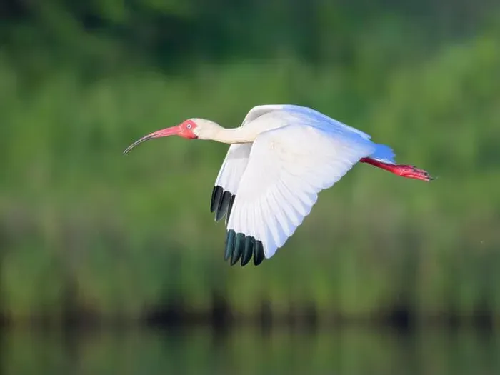 Framed Print : American white ibis (Eudocimus albus) flying over tidal marsh, Galveston, Texas, USA Framed Print : American white ibis (Eudocimus albus) flying over tidal marsh, Galveston, Texas, USA