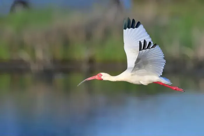 Framed Print : American white ibis (Eudocimus albus) flying over tidal marsh, Galveston, Texas, USA Framed Print : American white ibis (Eudocimus albus) flying over tidal marsh, Galveston, Texas, USA