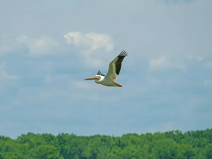 Framed Print : American White Pelican in Flight Along the Mississippi River