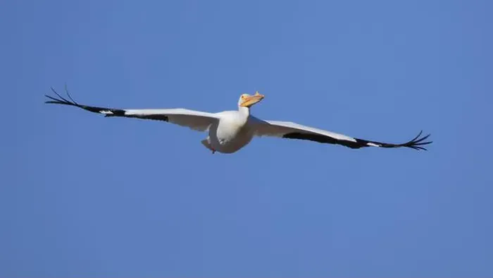 Framed Print : One American White Pelican (Pelecanus erythrorhynchos) flying with a blue sky Framed Print : One American White Pelican (Pelecanus erythrorhynchos) flying with a blue sky