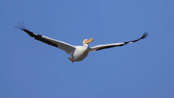 Framed Print : One American White Pelican (Pelecanus erythrorhynchos) flying with a blue sky Framed Print : One American White Pelican (Pelecanus erythrorhynchos) flying with a blue sky