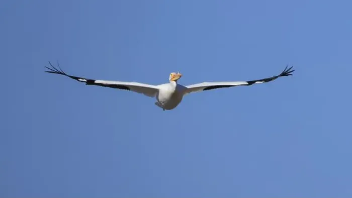 Framed Print : One American White Pelican (Pelecanus erythrorhynchos) flying with a blue sky Framed Print : One American White Pelican (Pelecanus erythrorhynchos) flying with a blue sky