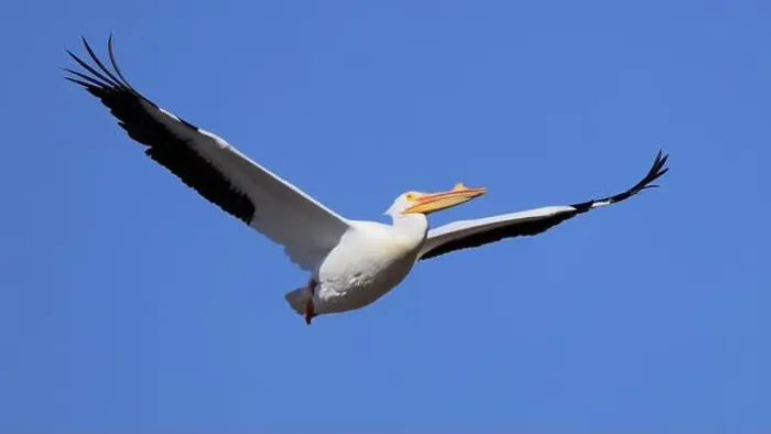 Framed Print : One American White Pelican (Pelecanus erythrorhynchos) flying with a blue sky Framed Print : One American White Pelican (Pelecanus erythrorhynchos) flying with a blue sky