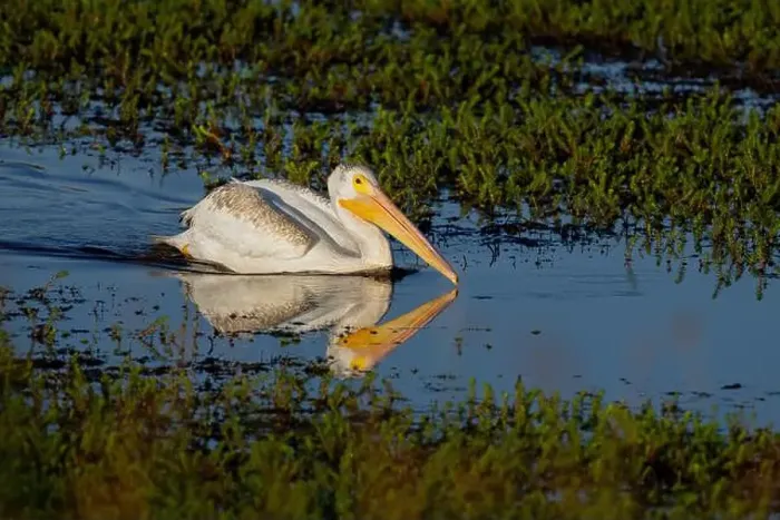 Framed Print : American White Pelican (Pelecanus erythrorhynchos) Plumas County California USA Framed Print : American White Pelican (Pelecanus erythrorhynchos) Plumas County California USA