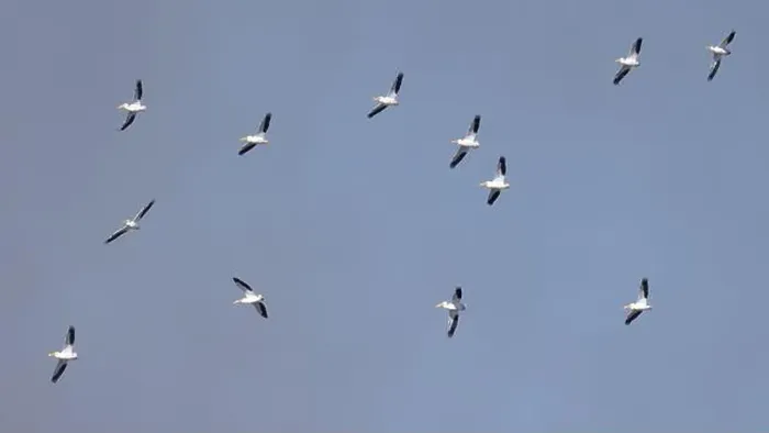 Framed Print : Twelve American White Pelicans (Pelecanus erythrorhynchos) flying with a blue sky Framed Print : Twelve American White Pelicans (Pelecanus erythrorhynchos) flying with a blue sky