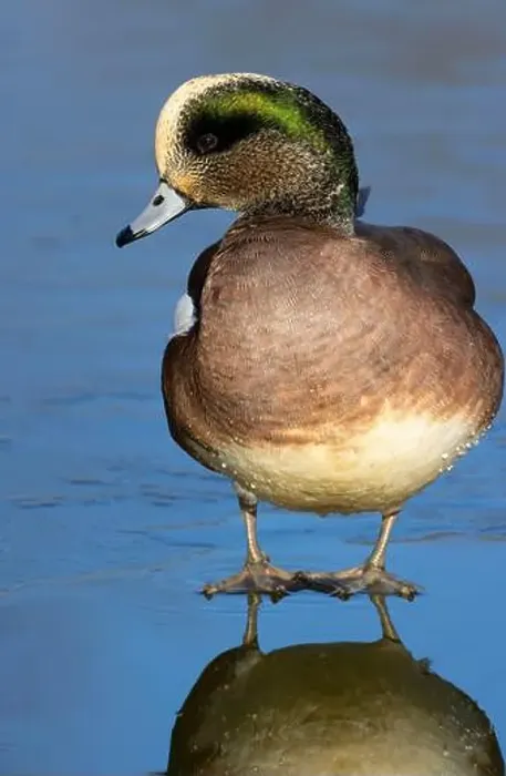 Framed Print : American wigeon (Mareca americana), George C Reifel Migratory Bird Sanctuary, British Columbia, Canada Framed Print : American wigeon (Mareca americana), George C Reifel Migratory Bird Sanctuary, British Columbia, Canada