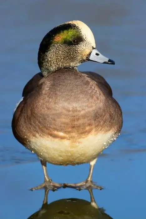 Framed Print : American wigeon (Mareca americana), George C Reifel Migratory Bird Sanctuary, British Columbia, Canada Framed Print : American wigeon (Mareca americana), George C Reifel Migratory Bird Sanctuary, British Columbia, Canada