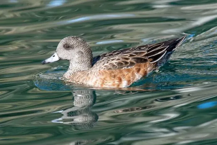 Framed Print : American Wigeon (Mareca americana) Framed Print : American Wigeon (Mareca americana)
