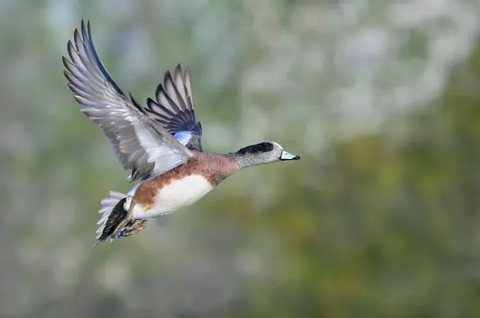 Framed Print : American wigeon (Mareca americana) drake flying over lake against trees, Galveston, Texas, USA Framed Print : American wigeon (Mareca americana) drake flying over lake against trees, Galveston, Texas, USA