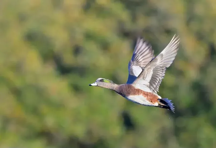 Framed Print : American wigeon (Mareca americana) drake flying over lake against trees, Galveston, Texas, USA Framed Print : American wigeon (Mareca americana) drake flying over lake against trees, Galveston, Texas, USA