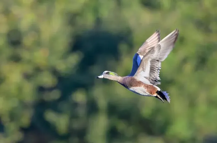 Framed Print : American wigeon (Mareca americana) drake flying over lake against trees, Galveston, Texas, USA Framed Print : American wigeon (Mareca americana) drake flying over lake against trees, Galveston, Texas, USA
