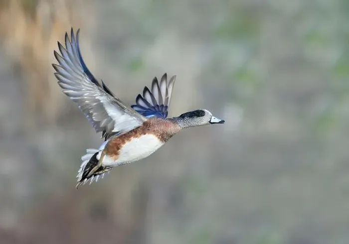 Framed Print : American wigeon (Mareca americana) drake flying over lake against trees, Galveston, Texas, USA Framed Print : American wigeon (Mareca americana) drake flying over lake against trees, Galveston, Texas, USA