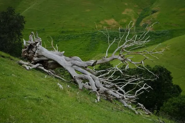 Framed Print : Amidst vibrant green grass, a fallen giant lies—a majestic dead tree Framed Print : Amidst vibrant green grass, a fallen giant lies—a majestic dead tree