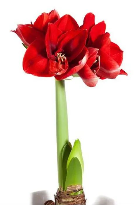 Framed Print : Amorita Danu® Hippeastrum, Amaryllis (Hippeastrum x hortorum) Framed Print : Amorita Danu® Hippeastrum, Amaryllis (Hippeastrum x hortorum)