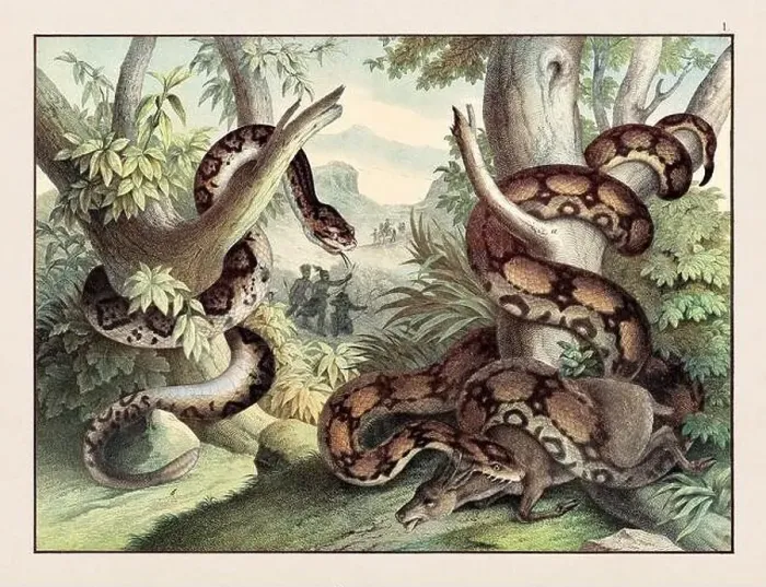 Framed Print : Amphibians. Vintage Reptile illustration published in a German natural history book in the 19th century, circa 1870 Framed Print : Amphibians. Vintage Reptile illustration published in a German natural history book in the 19th century, circa 1870