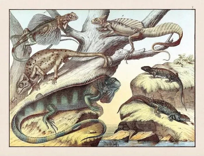 Framed Print : Amphibians. Vintage Reptile illustration published in a German natural history book in the 19th century, circa 1870 Framed Print : Amphibians. Vintage Reptile illustration published in a German natural history book in the 19th century, circa 1870
