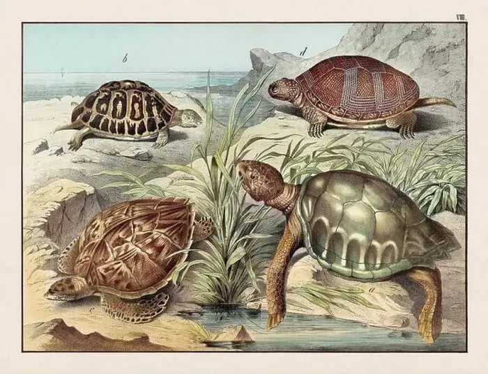 Framed Print : Amphibians. Vintage Turtle illustration published in a German natural history book in the 19th century, circa 1870 Framed Print : Amphibians. Vintage Turtle illustration published in a German natural history book in the 19th century, circa 1870