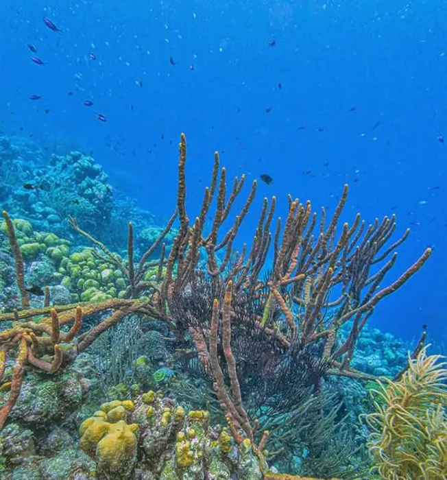 Framed Print : Amphimedon compressa, the erect rope sponge, red tree sponge, red tubular sponge, or red sponge is a demosponge Framed Print : Amphimedon compressa, the erect rope sponge, red tree sponge, red tubular sponge, or red sponge is a demosponge
