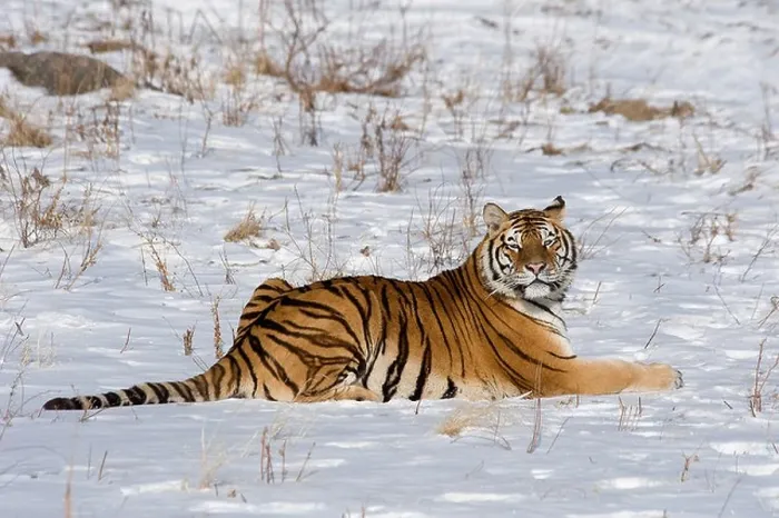 Framed Print : Amur of Siberian tiger Panthera tigris altaica in snow Heilongjiang China Framed Print : Amur of Siberian tiger Panthera tigris altaica in snow Heilongjiang China
