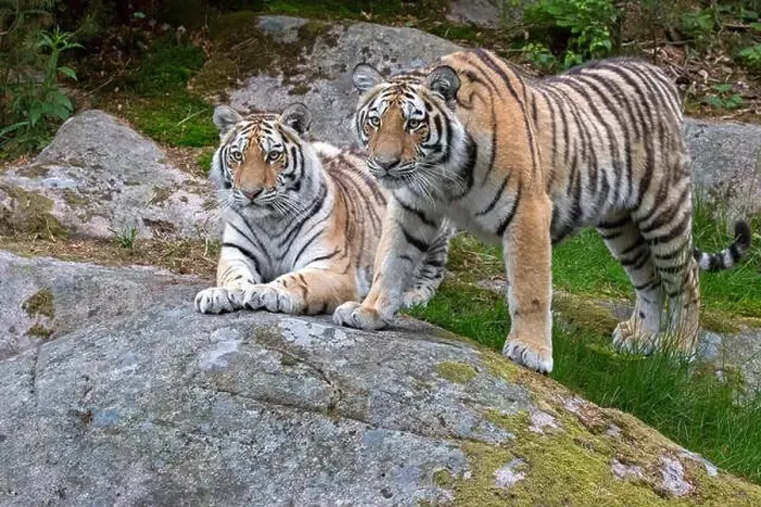 Framed Print : Amur Tigers Framed Print : Amur Tigers
