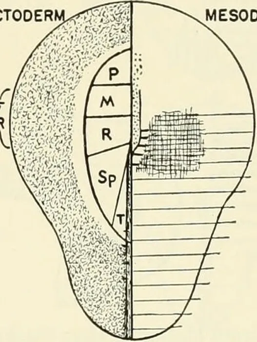 Framed Print : Analysis of development. Embryology; Embryology Framed Print : Analysis of development. Embryology; Embryology