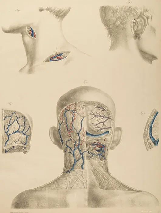Framed Print : An anatomical illustration from Anton Nuhn's 1846 Surgical-Anatomical Tables Framed Print : An anatomical illustration from Anton Nuhn's 1846 Surgical-Anatomical Tables