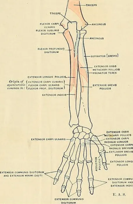 Framed Print : Anatomy, descriptive and applied Framed Print : Anatomy, descriptive and applied