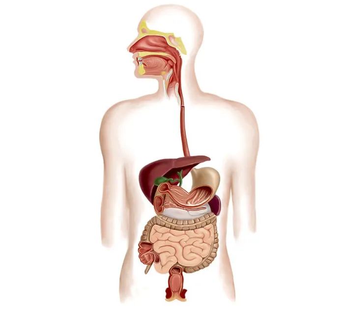 Framed Print : Anatomy of human digestive system Framed Print : Anatomy of human digestive system