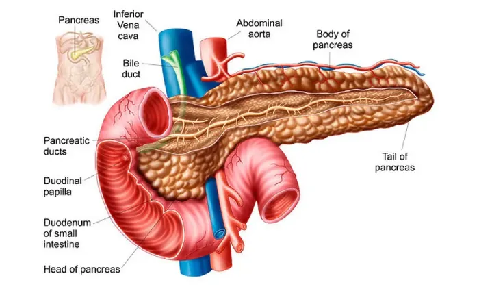 Framed Print : Anatomy of pancreas Framed Print : Anatomy of pancreas
