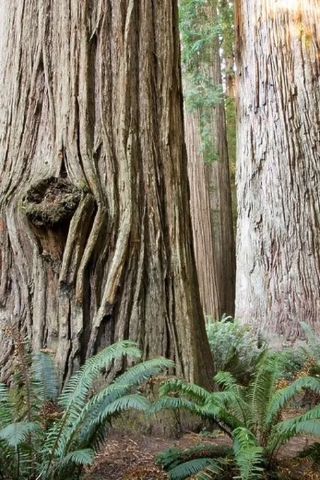 Framed Print : Ancient Redwoods - Stout Grove, Jedediah Smith Redwoods State Park - near Crescent City, California Framed Print : Ancient Redwoods - Stout Grove, Jedediah Smith Redwoods State Park - near Crescent City, California