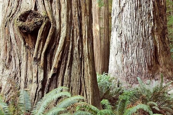 Ancient Redwoods - Stout Grove, Jedediah Smith Redwoods State Park - near Crescent City, California