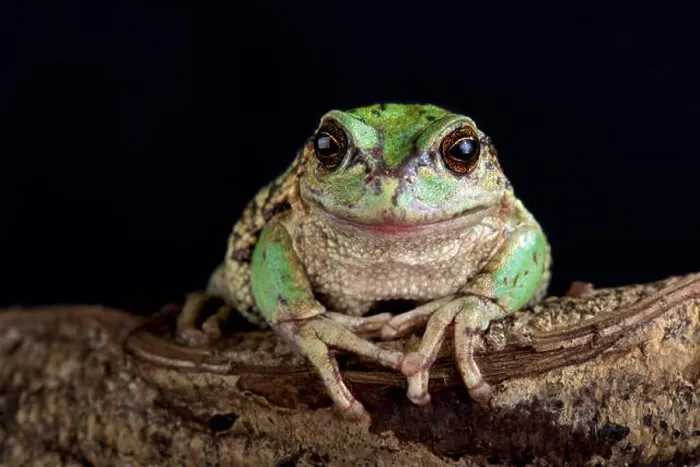 Framed Print : The Andean marsupial tree frog (Gastrotheca riobambae) Framed Print : The Andean marsupial tree frog (Gastrotheca riobambae)