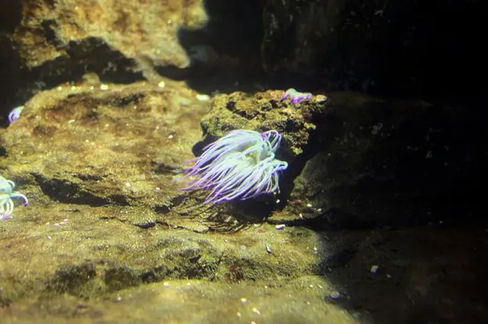Framed Print : Anemone on a rock in an aquarium tank seen up close Framed Print : Anemone on a rock in an aquarium tank seen up close