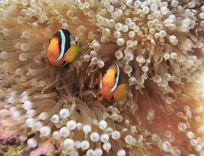 Framed Print : Anemonefish, Clownfish Deep Sea Exploration 2025 Clownfish or anemonefish are fishes from the subfamily Amphiprioninae Framed Print : Anemonefish, Clownfish Deep Sea Exploration 2025 Clownfish or anemonefish are fishes from the subfamily Amphiprioninae