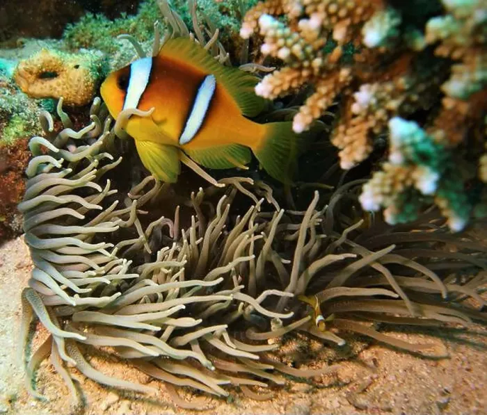 Framed Print : Anemonefish, Clownfish Deep Sea Exploration 2025 Clownfish or anemonefish are fishes from the subfamily Amphiprioninae Framed Print : Anemonefish, Clownfish Deep Sea Exploration 2025 Clownfish or anemonefish are fishes from the subfamily Amphiprioninae