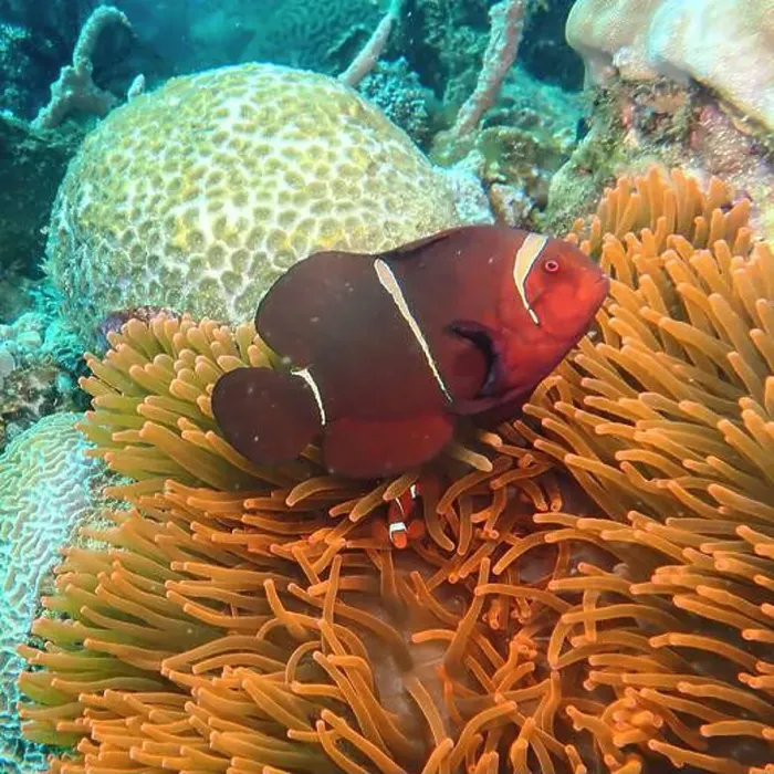 Framed Print : Anemonefish, Clownfish Deep Sea Exploration 2025 Clownfish or anemonefish are fishes from the subfamily Amphiprioninae Framed Print : Anemonefish, Clownfish Deep Sea Exploration 2025 Clownfish or anemonefish are fishes from the subfamily Amphiprioninae