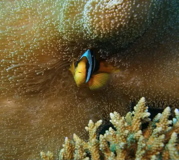Framed Print : Anemonefish, Clownfish Deep Sea Exploration 2025 Clownfish or anemonefish are fishes from the subfamily Amphiprioninae Framed Print : Anemonefish, Clownfish Deep Sea Exploration 2025 Clownfish or anemonefish are fishes from the subfamily Amphiprioninae