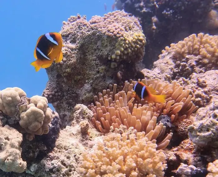 Framed Print : Anemonefish, Clownfish Deep Sea Exploration 2025 Clownfish or anemonefish are fishes from the subfamily Amphiprioninae