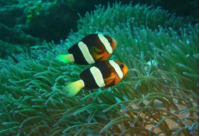 Framed Print : Anemonefish, Clownfish Deep Sea Exploration 2025 Clownfish or anemonefish are fishes from the subfamily Amphiprioninae Framed Print : Anemonefish, Clownfish Deep Sea Exploration 2025 Clownfish or anemonefish are fishes from the subfamily Amphiprioninae