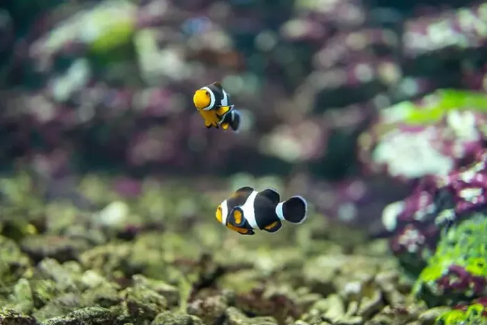 Framed Print : anemonefish in the tank Framed Print : anemonefish in the tank