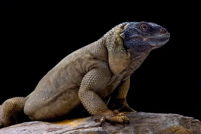 Framed Print : Angel Island chuckwalla (Sauromalus hispidus) endemic to Isla Ángel de la Guarda, Mexico Framed Print : Angel Island chuckwalla (Sauromalus hispidus) endemic to Isla Ángel de la Guarda, Mexico