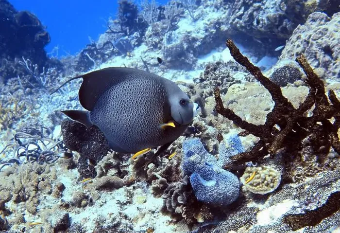 Framed Print : Angelfish, Deep Sea Exploration 2025 Framed Print : Angelfish, Deep Sea Exploration 2025