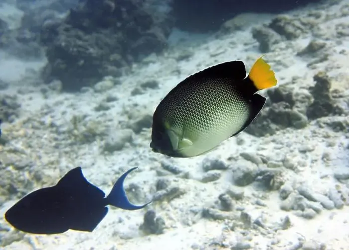 Framed Print : Angelfish, Deep Sea Exploration 2025 Framed Print : Angelfish, Deep Sea Exploration 2025