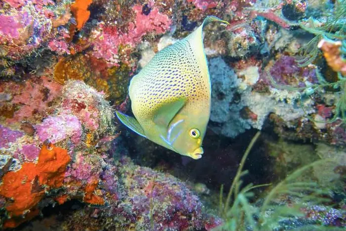 Framed Print : Angelfish, Deep Sea Exploration 2025 Framed Print : Angelfish, Deep Sea Exploration 2025