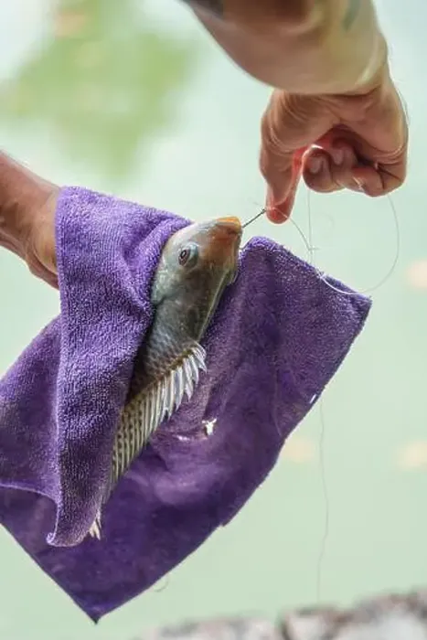 Framed Print : Angler hand holding Nile tilapia fish or Oreochromis nilotica fishing hooked in towel Framed Print : Angler hand holding Nile tilapia fish or Oreochromis nilotica fishing hooked in towel