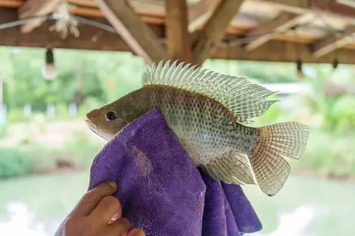 Framed Print : Angler hand holding Nile tilapia fish or Oreochromis nilotica fishing hooked in towel Framed Print : Angler hand holding Nile tilapia fish or Oreochromis nilotica fishing hooked in towel