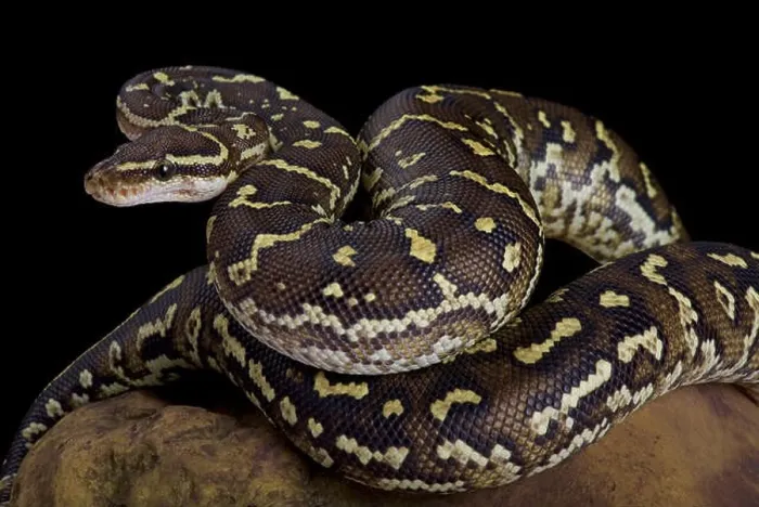 Framed Print : The Angola python, Python anchietae, is a rarely seen python species found in Angola and the extreme north of Namibia