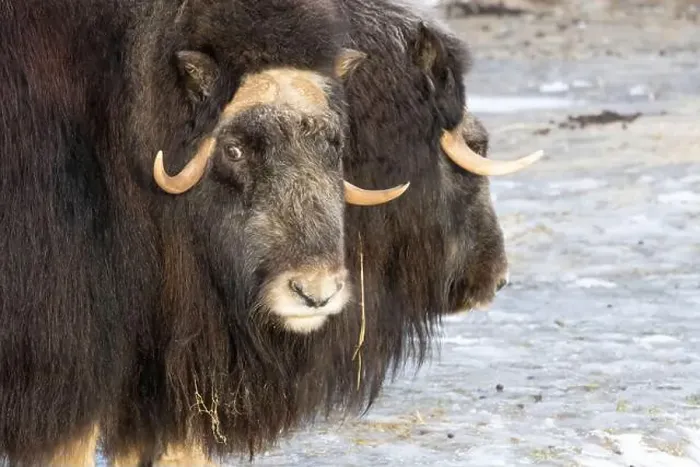 Framed Print : Angry musk oxes with big horns staying on first snow Framed Print : Angry musk oxes with big horns staying on first snow